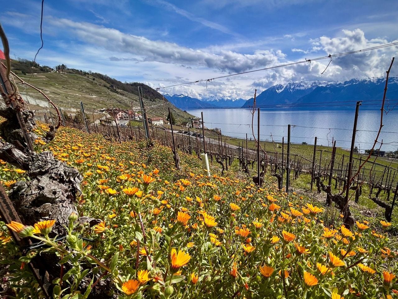 Weinwanderung Lavaux Weinberge für private Gruppen