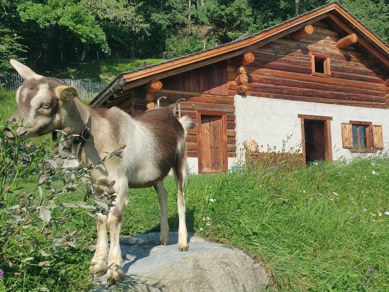 Ab St. Gallen: Privater Tagesausflug ins Heididorf und zum Caumasee