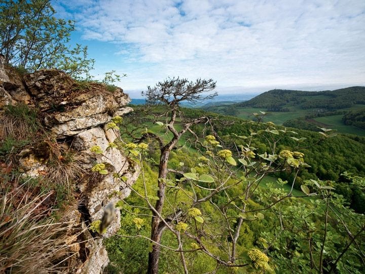Jurapark Aargau Bäume