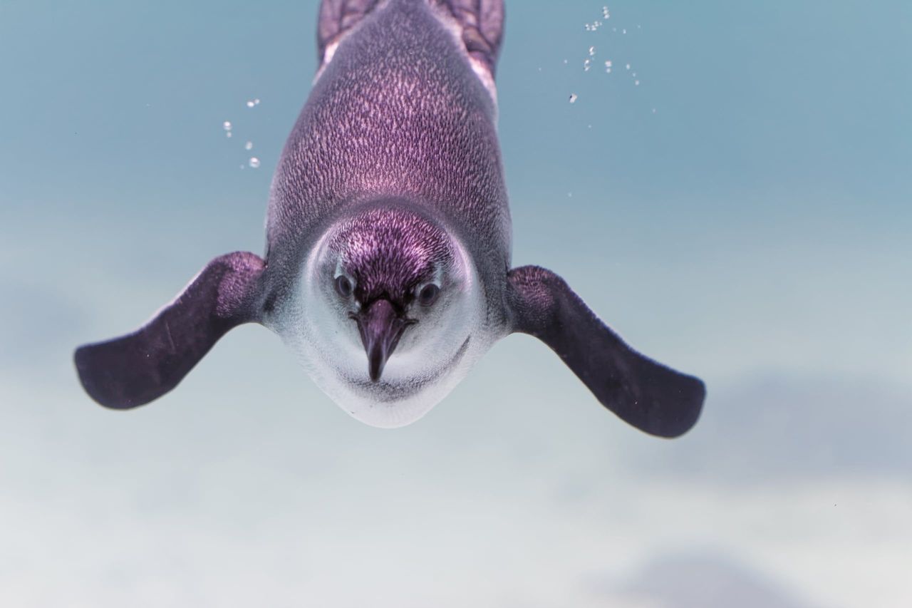 Billet pour le Tropiquarium de Servion