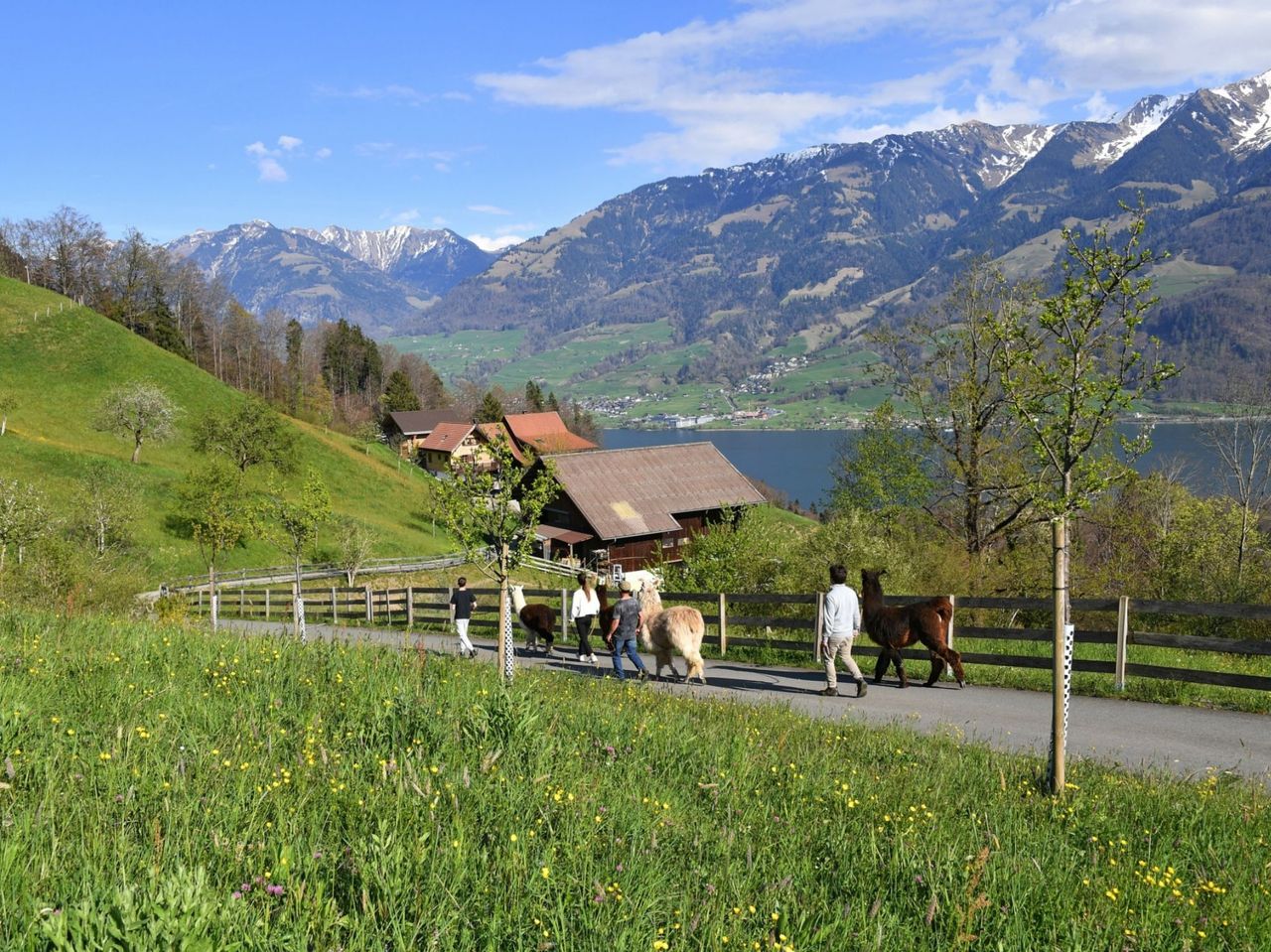 Hofbesichtigung und leichte Lama-Wanderung am Sarnersee