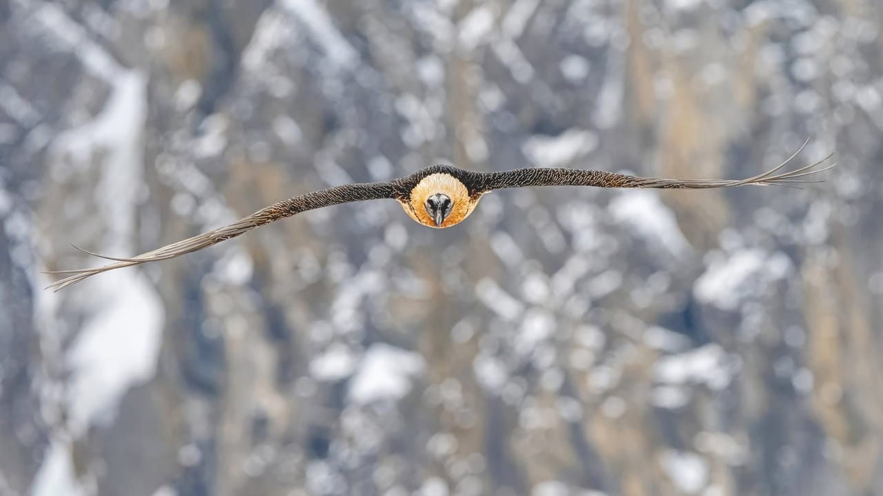 Wildlife and bird photography on the Gemmi – 3-day autumn workshop