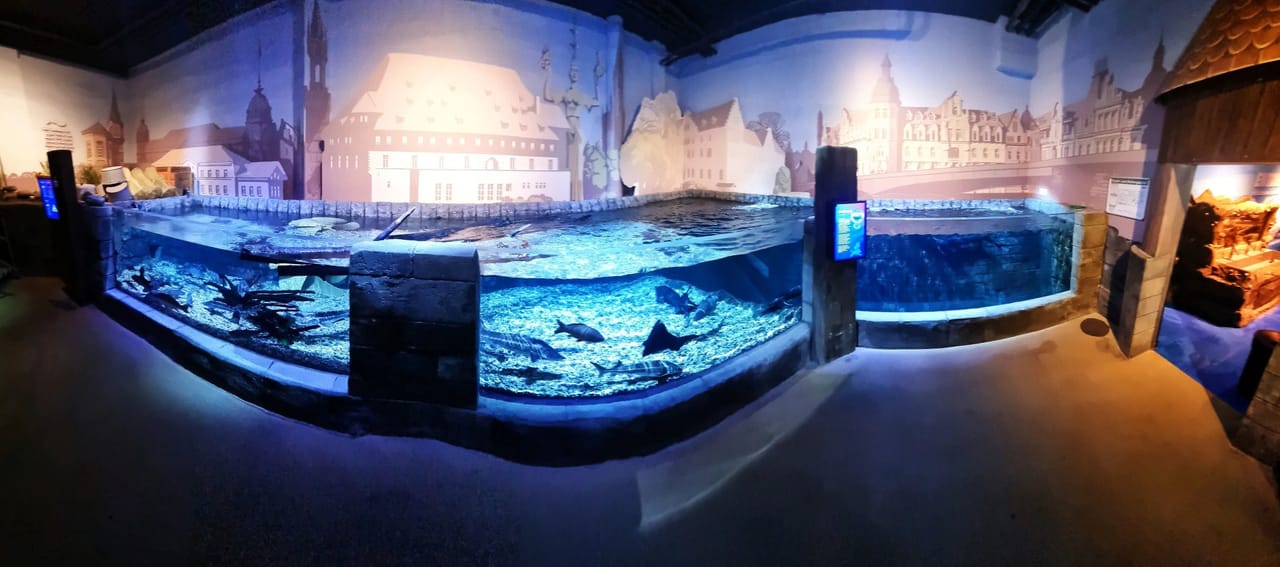 SEA LIFE Konstanz – Biglietto d’ingresso con Museo naturale del Lago di Costanza