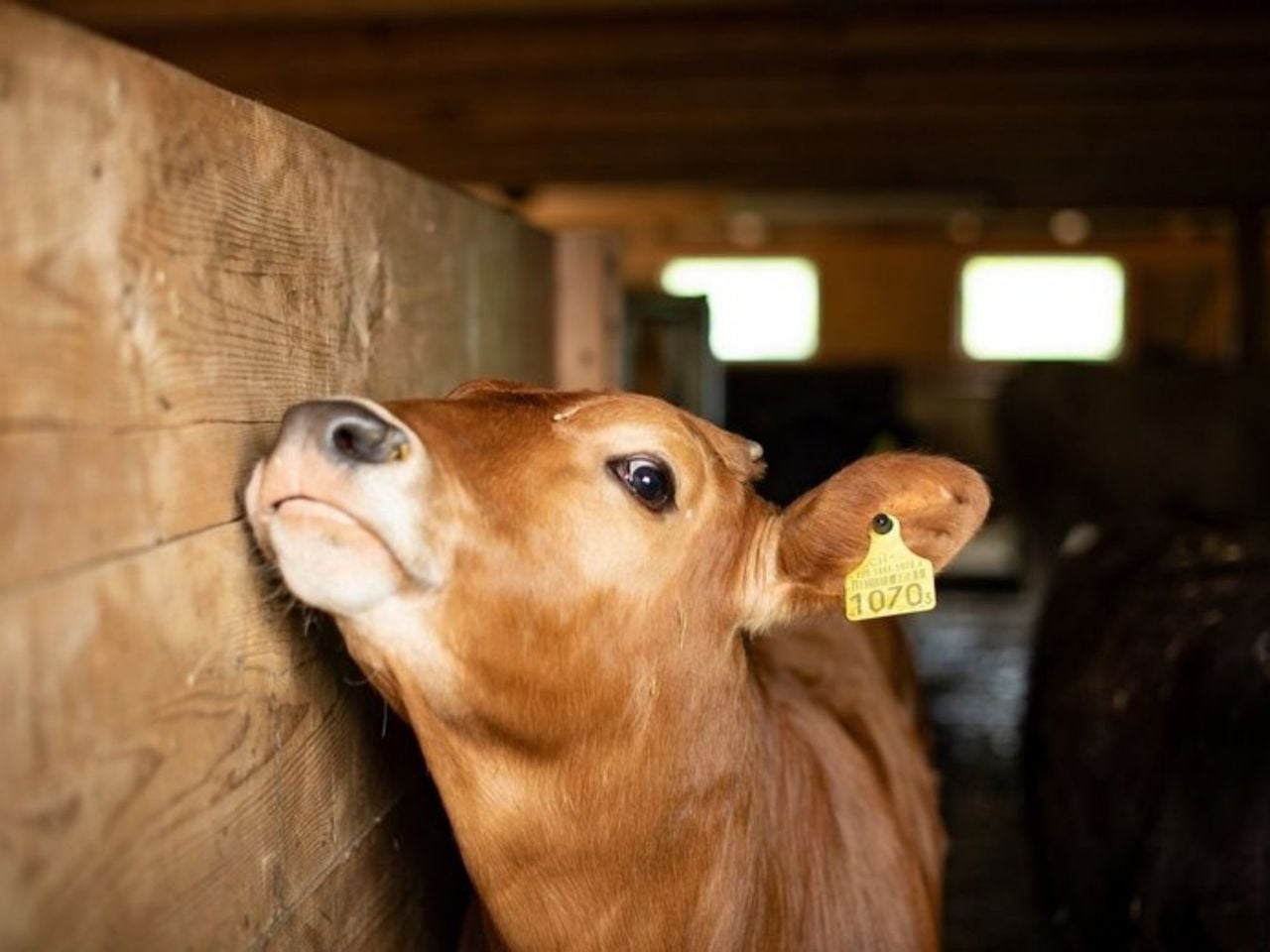 From Zurich: Day tour of mountains, farm, and cheese