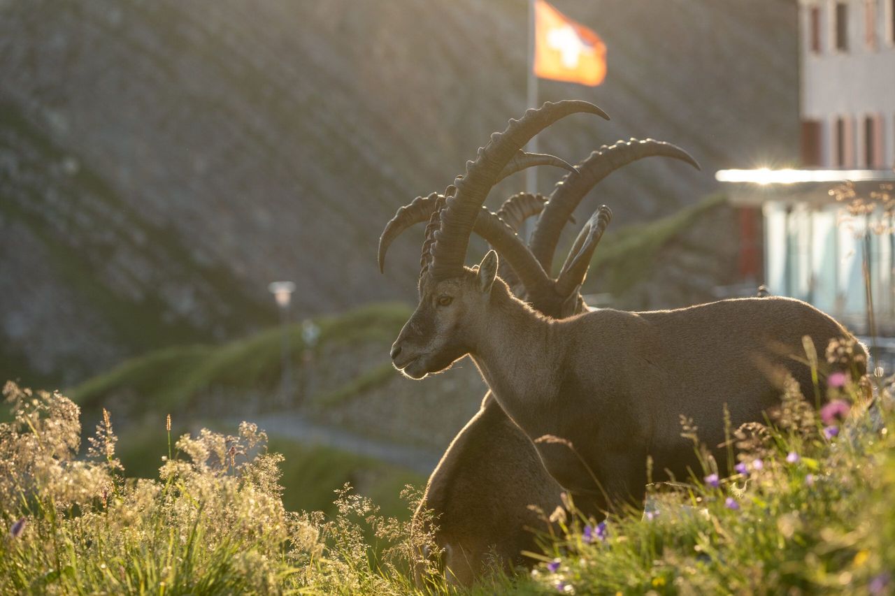 Ticket Brienz Rothorn Bahn