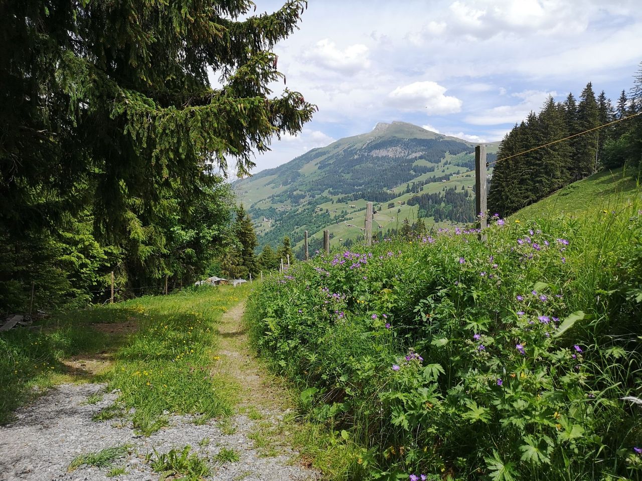 Privater Heilpflanzen und Kräuterspaziergang in Adelboden