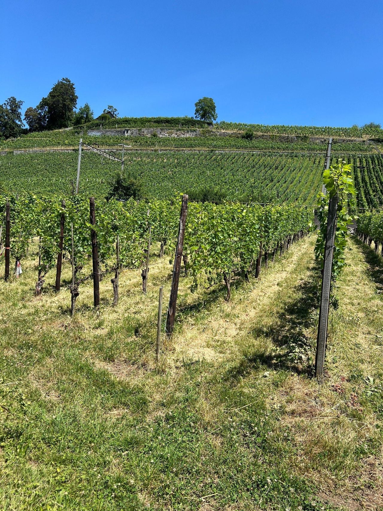 Private Weinprobe auf einem Familienweingut an der Zürcher Goldküste