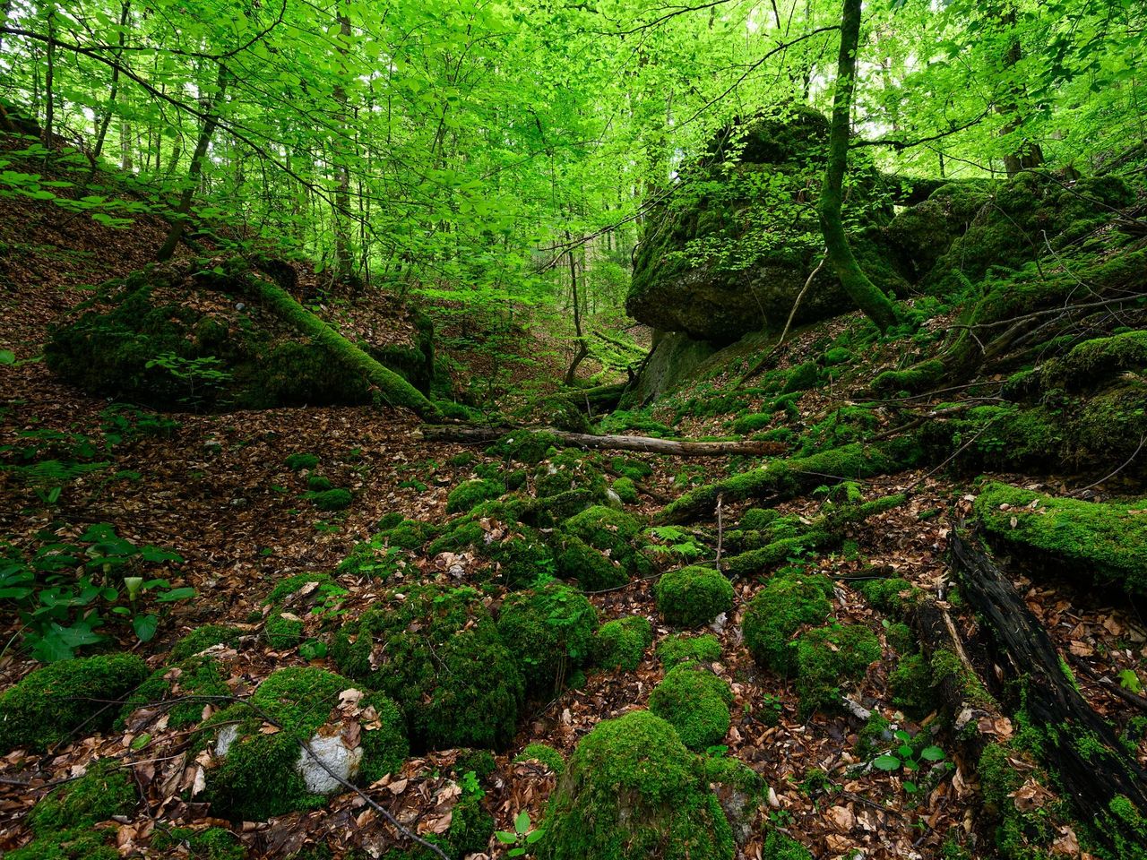 "WaldBaden" δημόσια περιήγηση στη φύση στο Baden