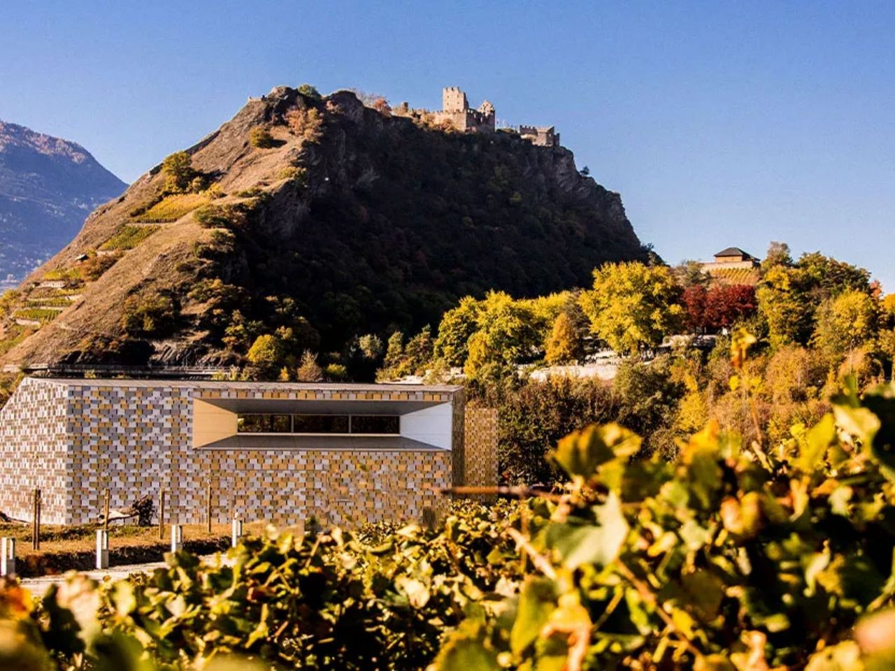 "Erste Schritte in der Welt des Weins" am Weinberg in Sion