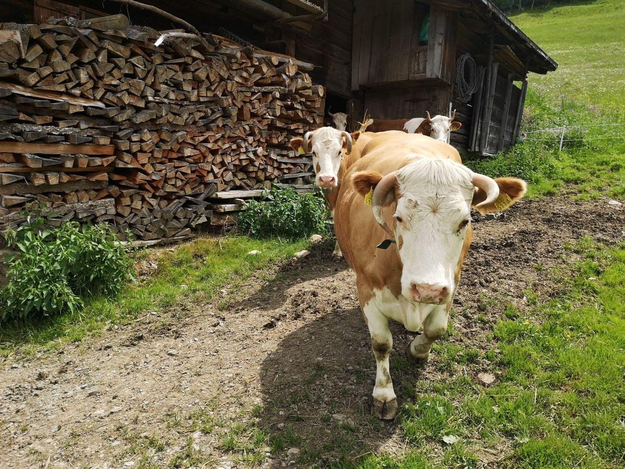 Privates Alp Erlebnis mit Käsedegustation in Adelboden
