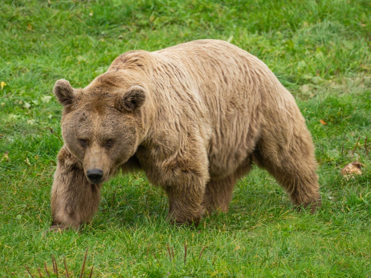 Ticket Nature and Wildlife Park Goldau