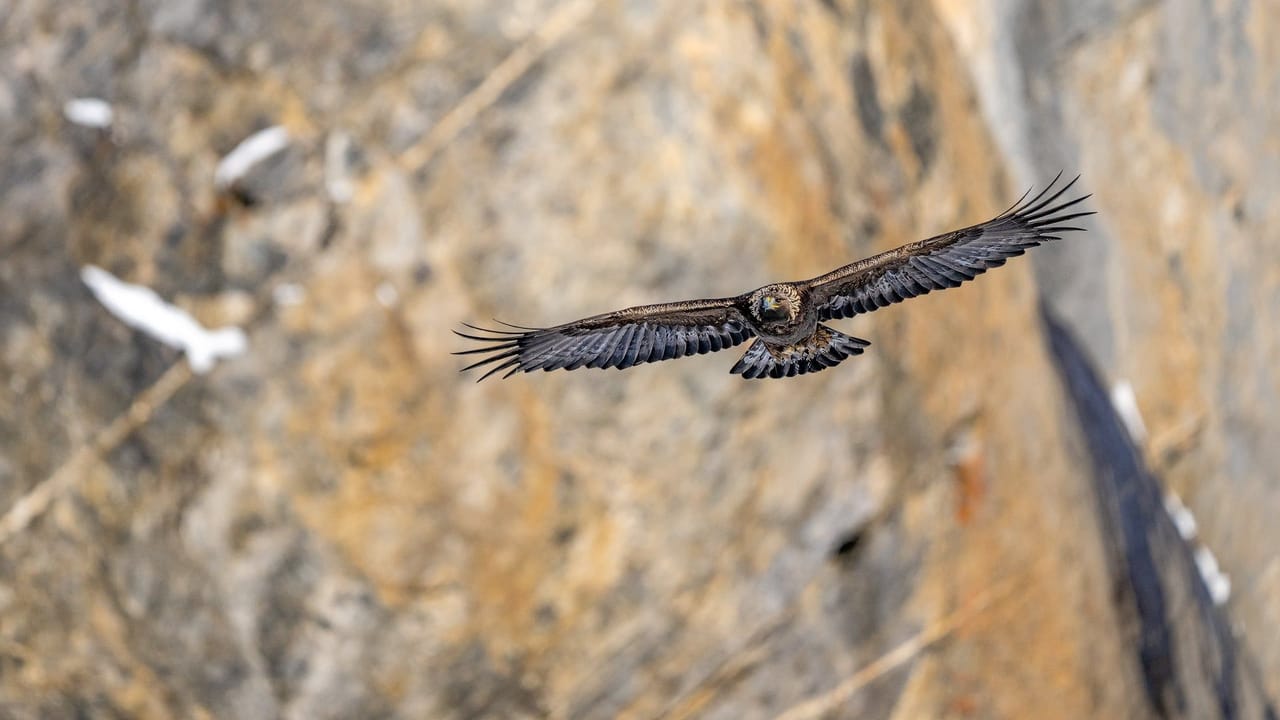 Bearded vulture photography taster workshop on the Gemmi