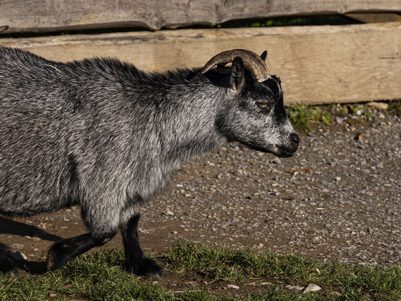 Fototour Tierpark Goldau