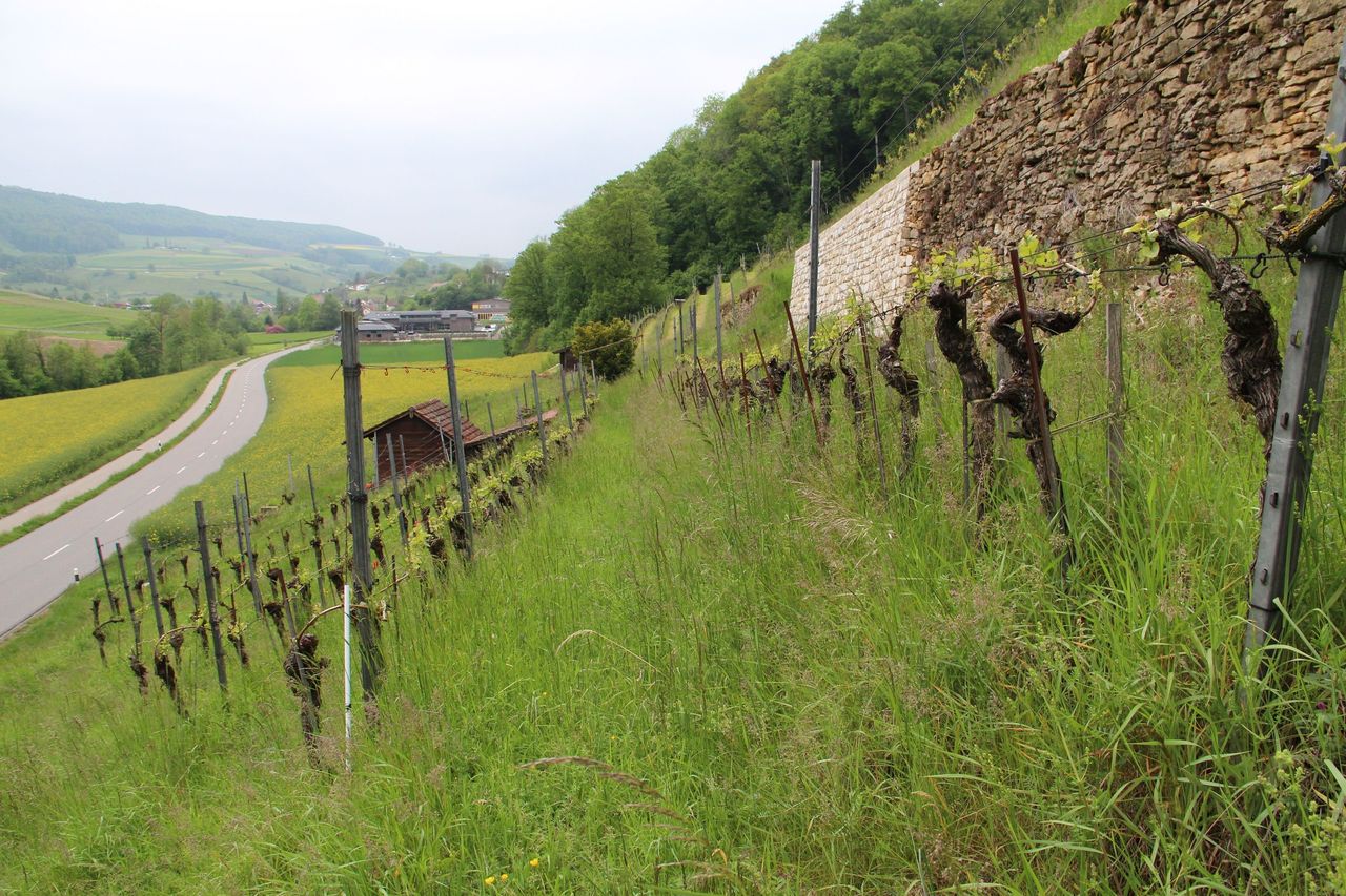 Weinreise ins Schenkenbergertal als geführte Wanderung 