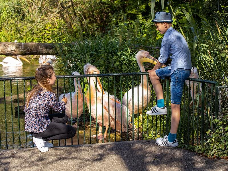 Postenlauf “Basil im Zolli” inkl. Ticket Zoo Basel