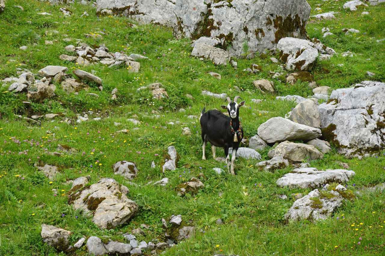 From Zurich: Alphorn day on the Bannalp