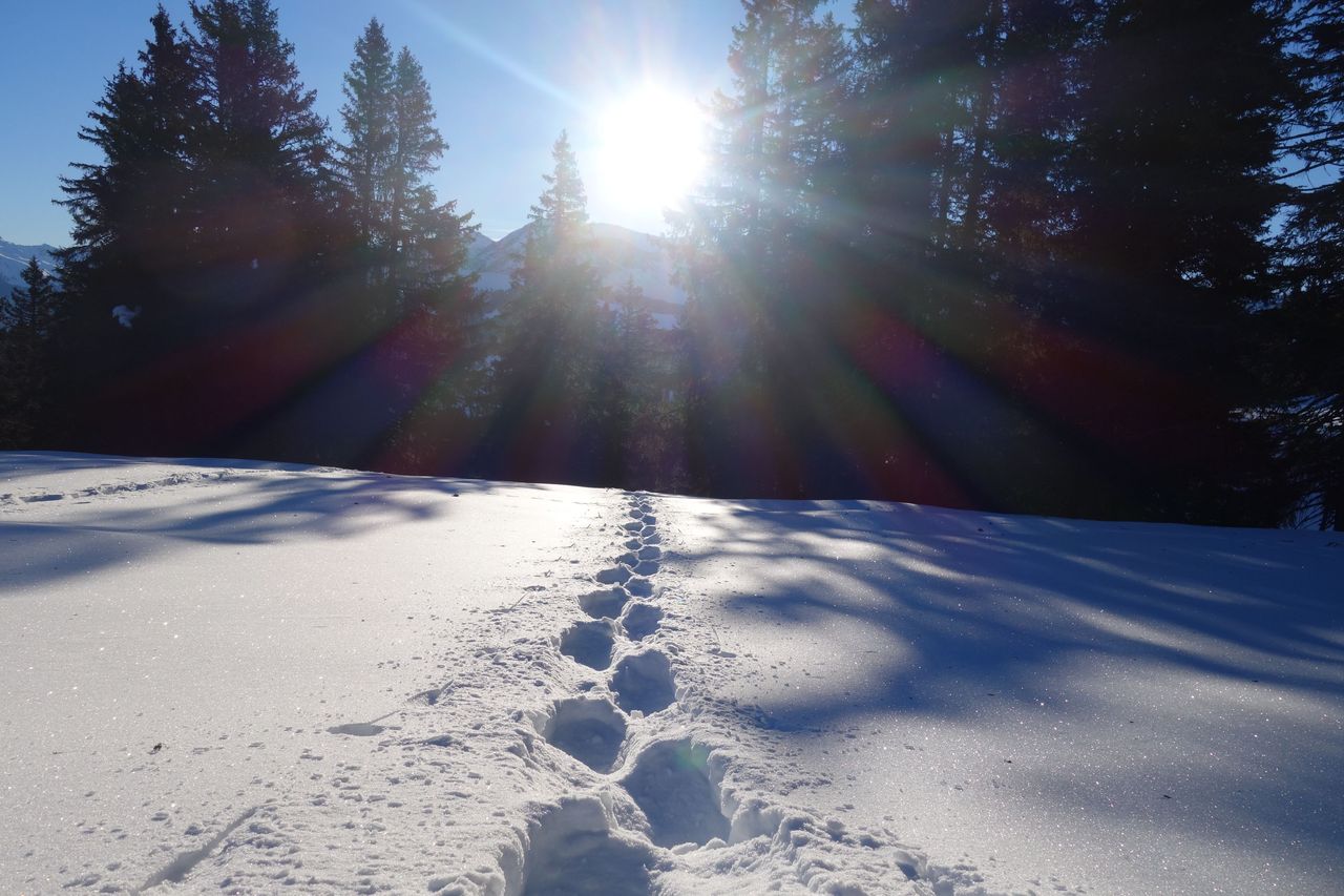 Snowshoe hike Dreibündenstein from Chur incl. special lunch and train ticket
