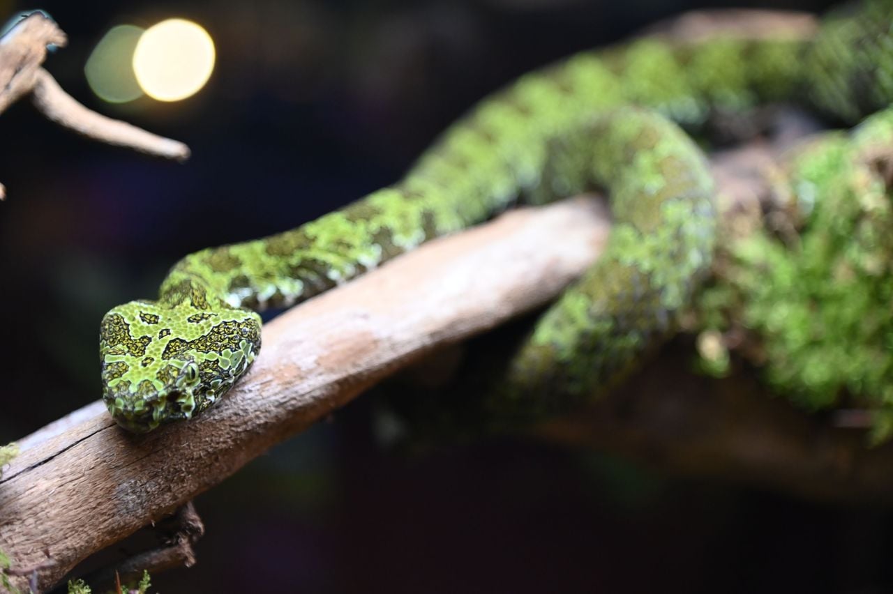 Ticket REPTILES EXPO in Quartino bei Locarno
