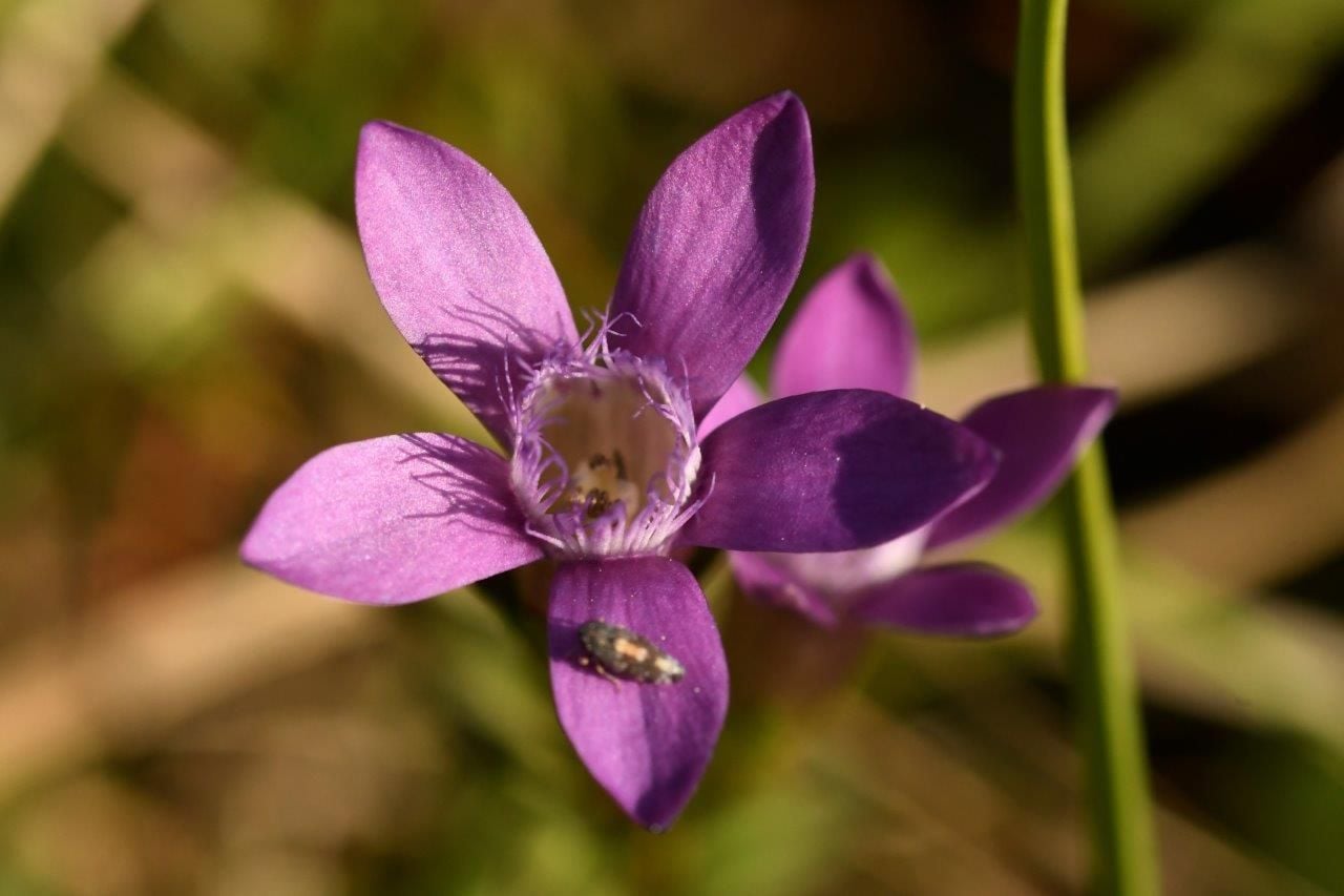 Guided Gentian Experience Hike in Jurapark Aargau