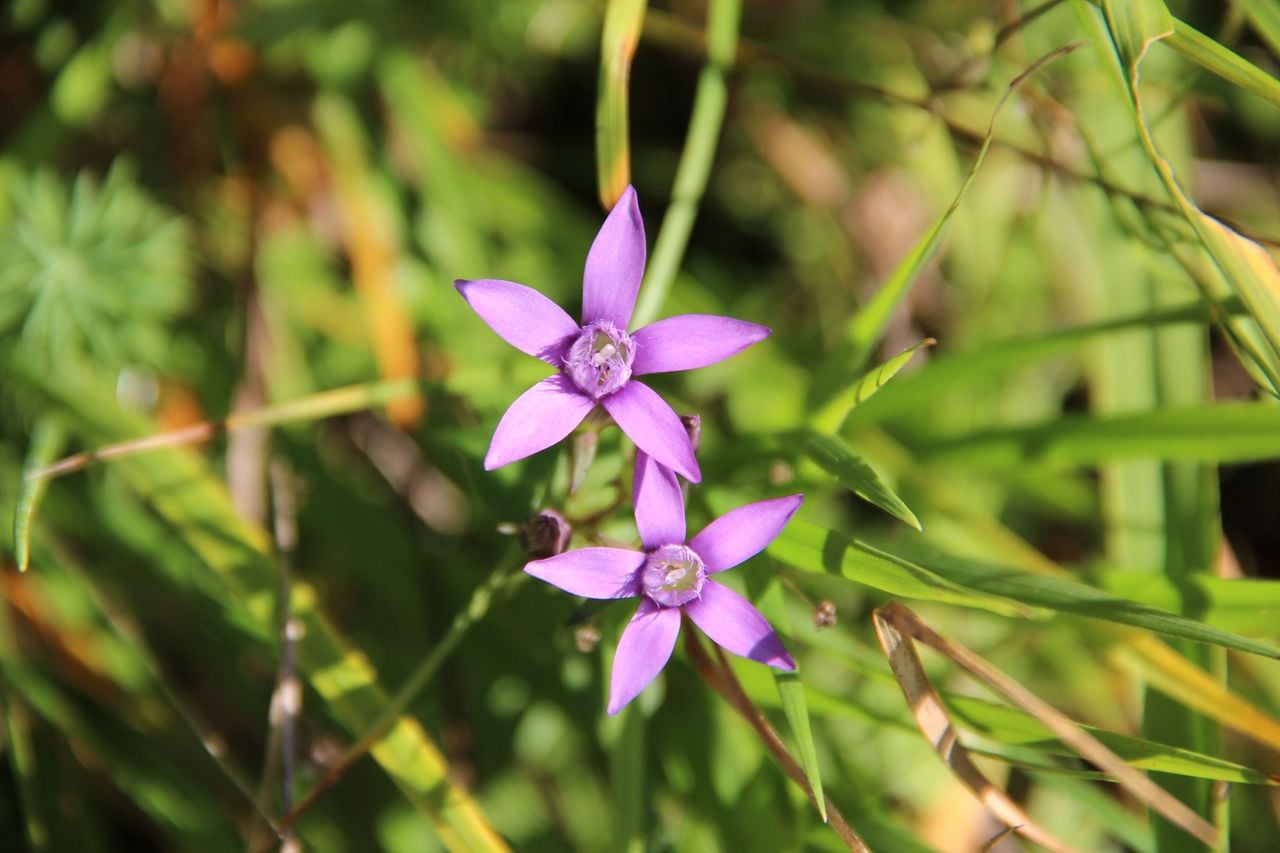 Guided Gentian Experience Hike in Jurapark Aargau