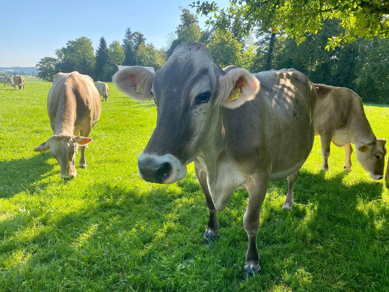 From Zurich: Heidi Swiss Farm Escape luxury day tour