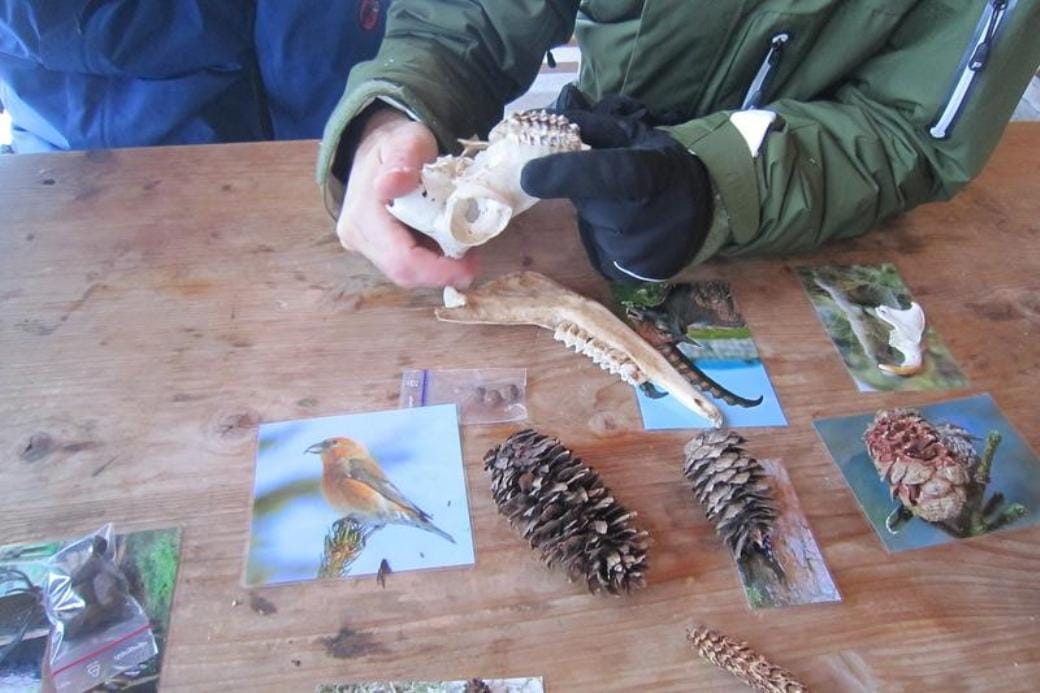Wildtier-Erlebnis auf Schneeschuhen am Flumserberg