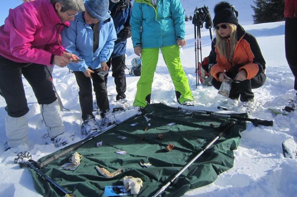 Wildtier-Erlebnis auf Schneeschuhen am Flumserberg