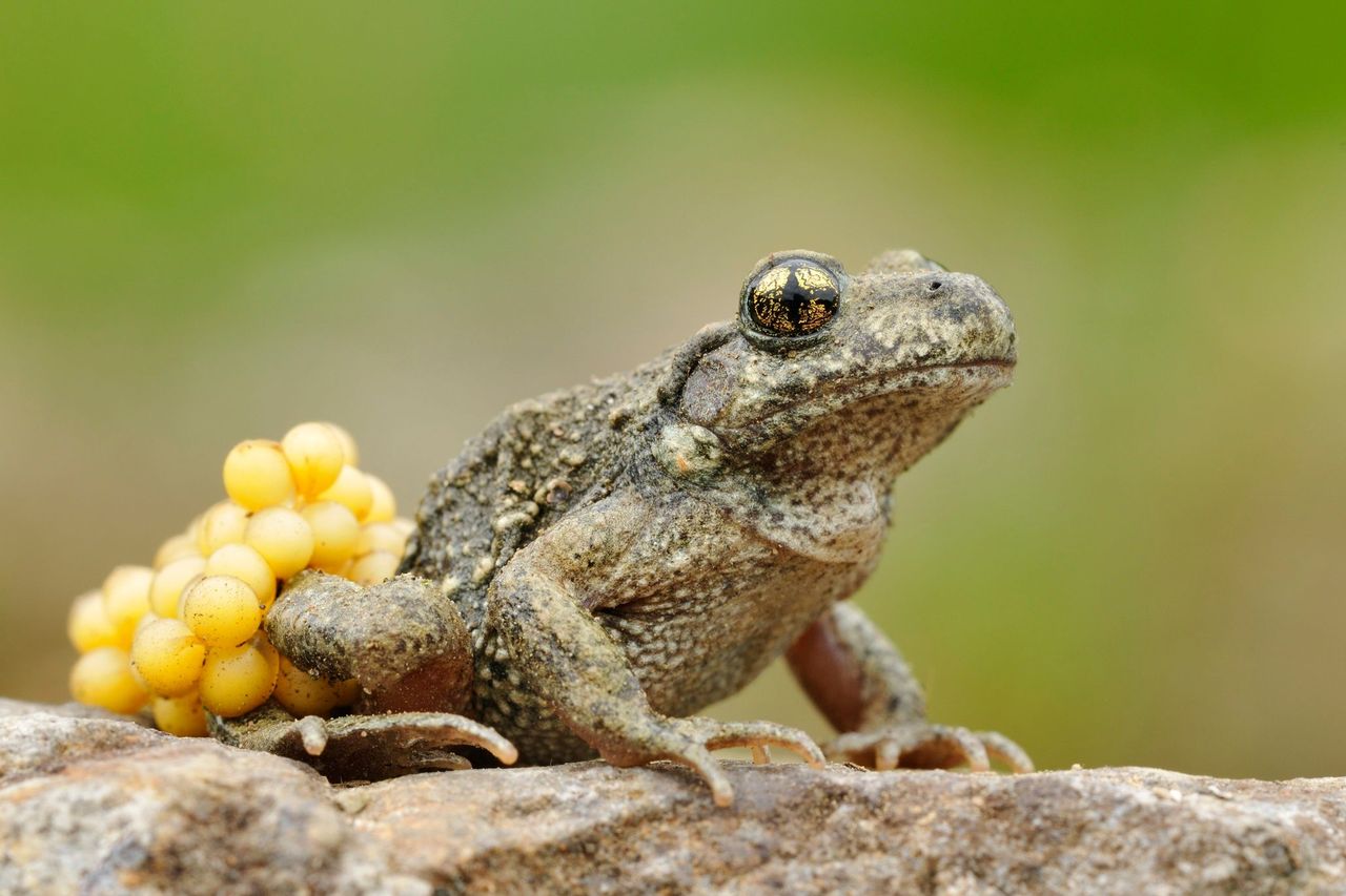 Ekskursion i udhëhequr në Glögglifrosch në Jurapark Aargau