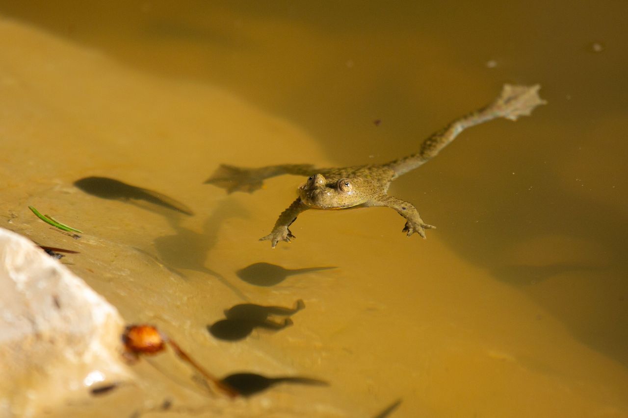 Guided excursion to the Glögglifrosch in the Jurapark Aargau