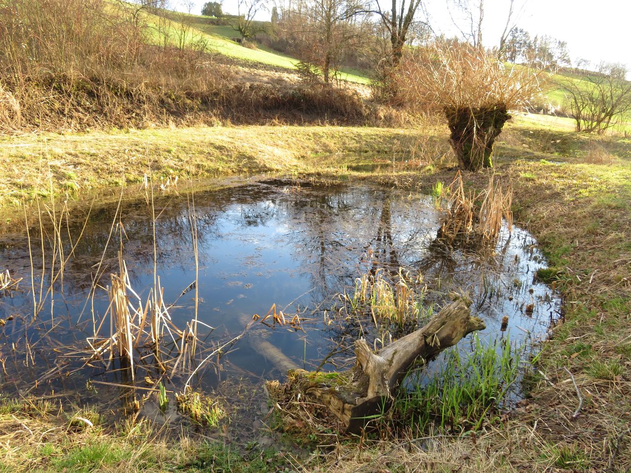 Guided excursion to the Glögglifrosch in the Jurapark Aargau
