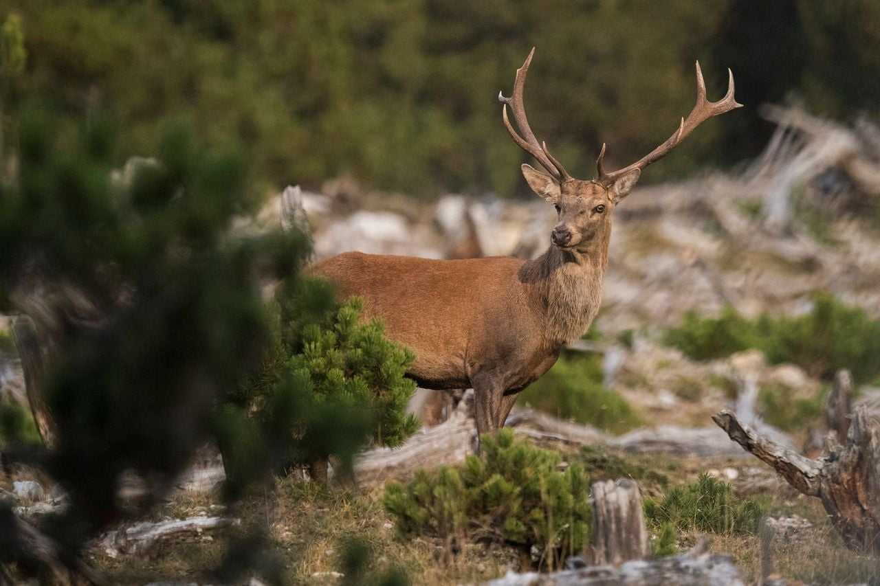 Wanderung zum Thema Jagen im Val Müstair