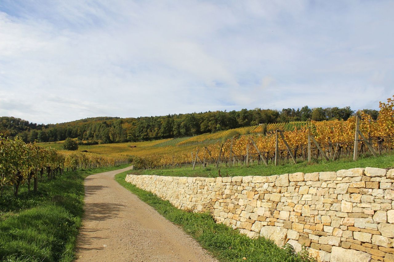 Weinreise ins Schenkenbergertal als geführte Wanderung 