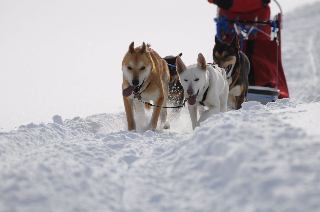 Husky half-day tour in winter