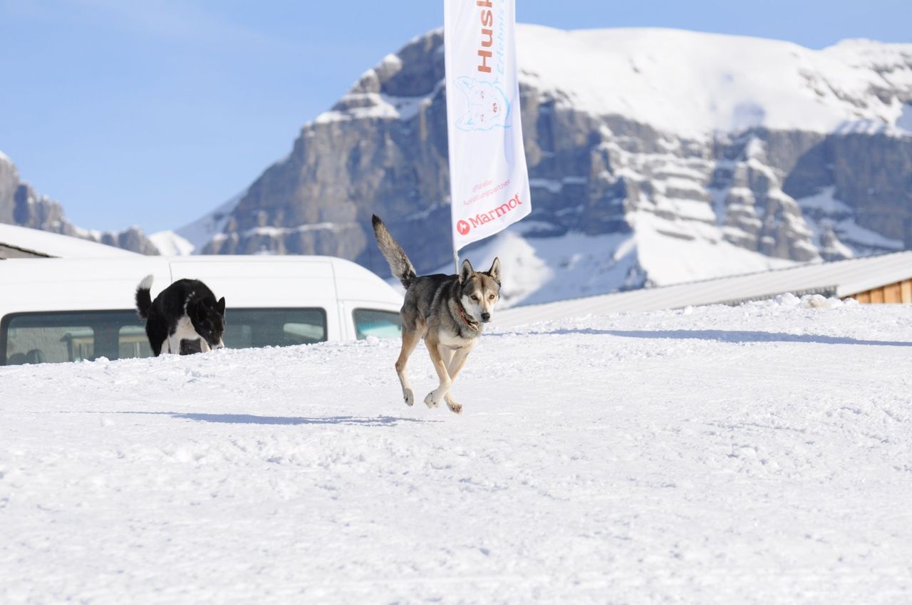 Husky half-day tour in winter