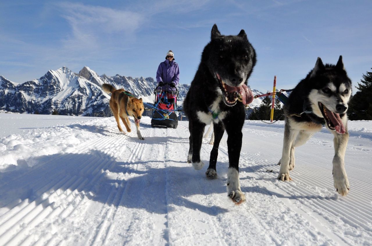 Husky half-day tour in winter