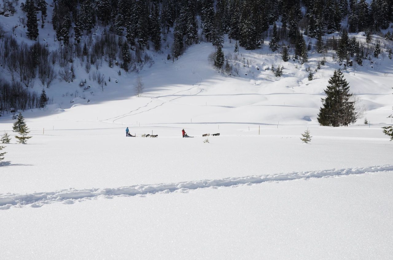 Husky half-day tour in winter