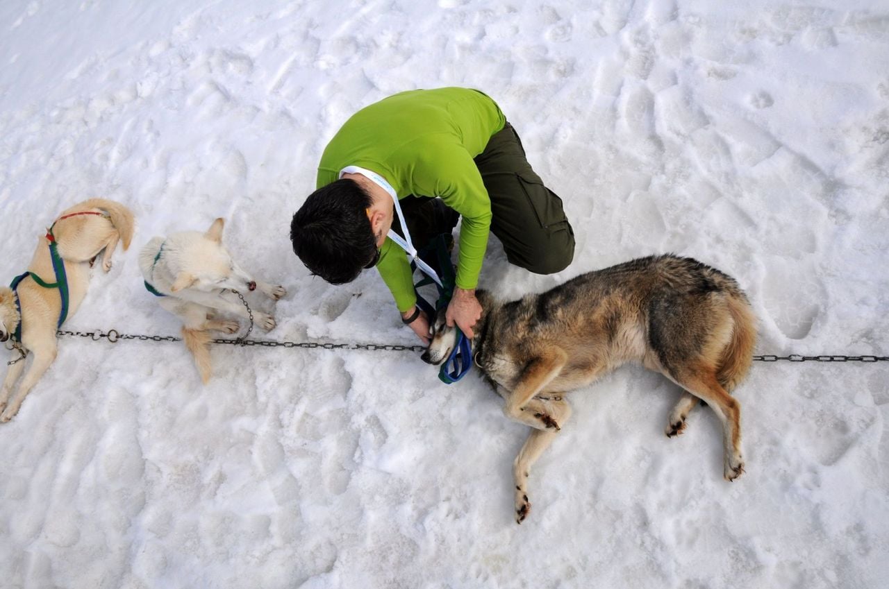 Husky half-day tour in winter