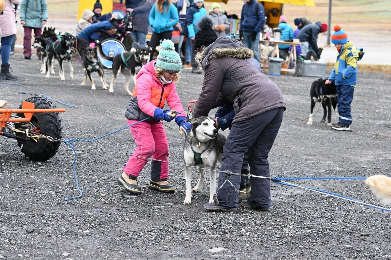 Huskymotion half day in winter
