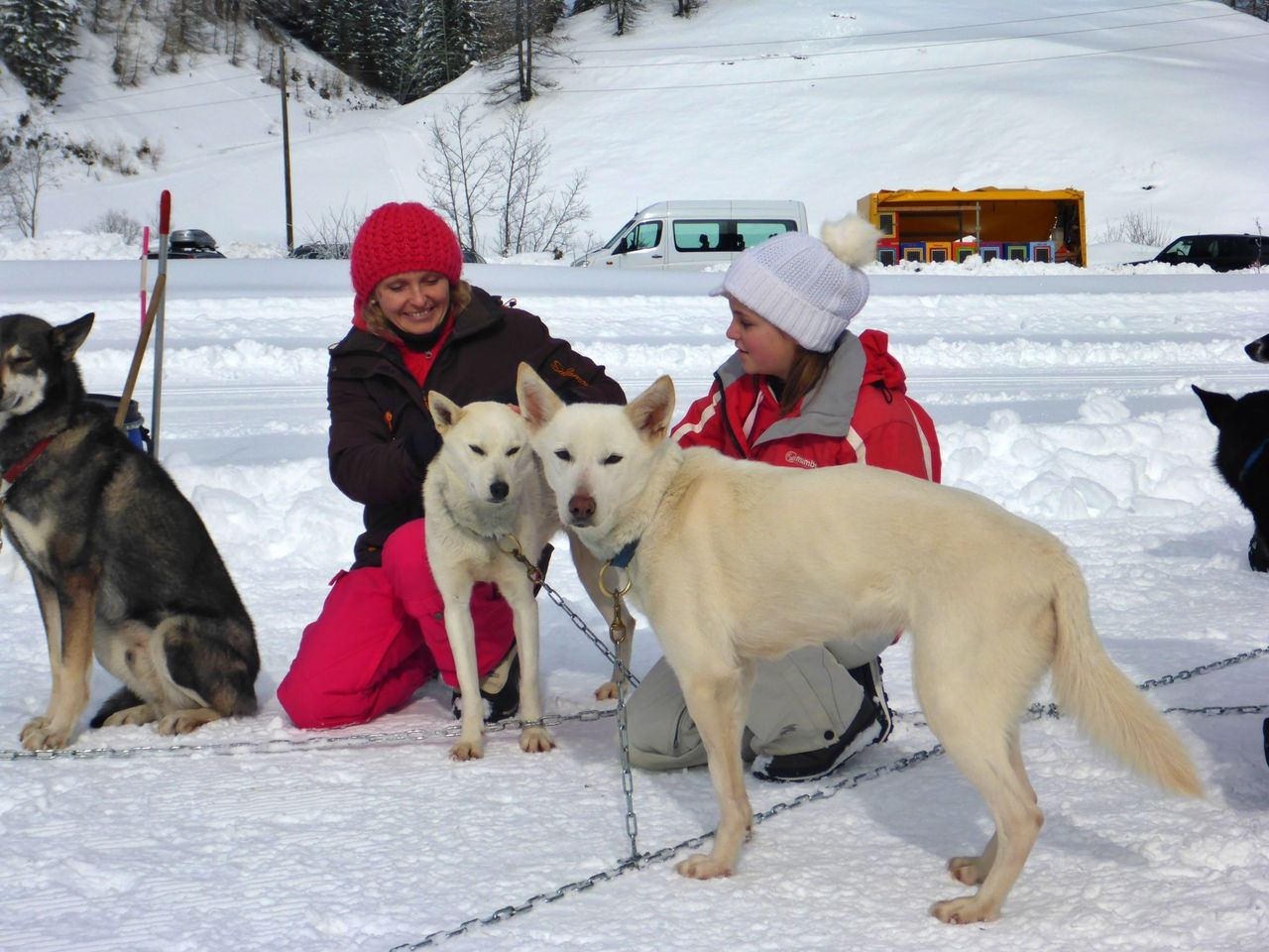 Huskymotion half day in winter