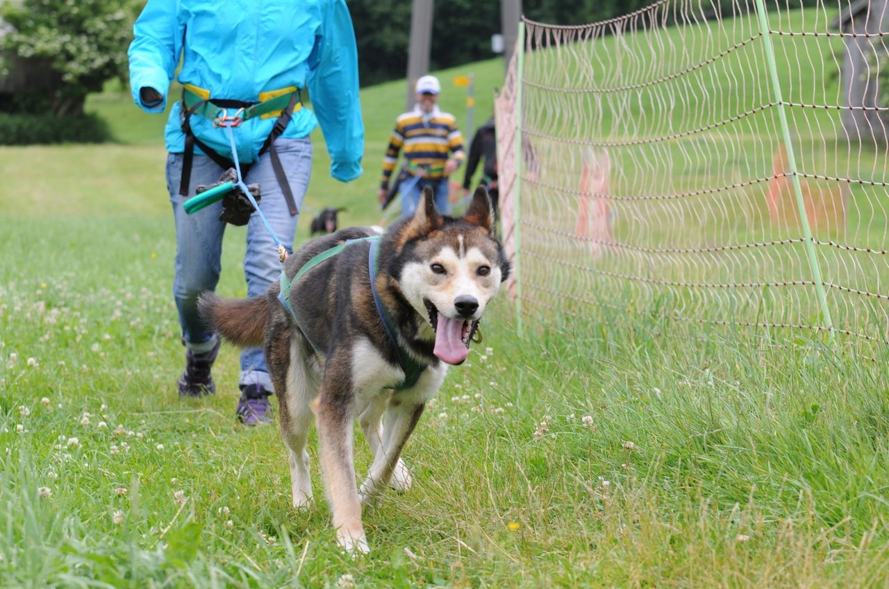 Husky trekking day tour