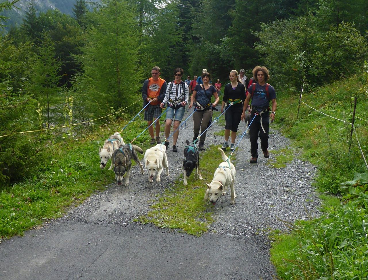 Husky trekking day tour