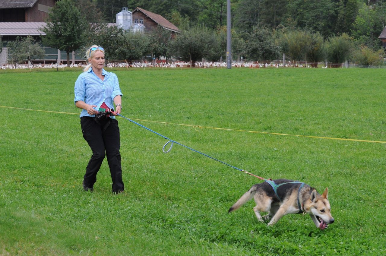 3 hours husky trekking "valley circuit"