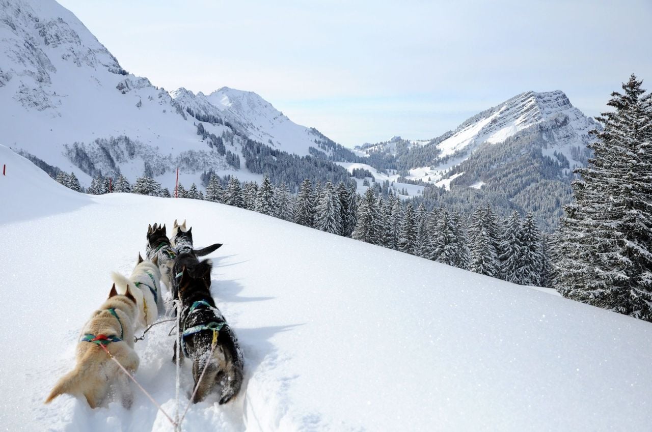 Husky day tour in winter