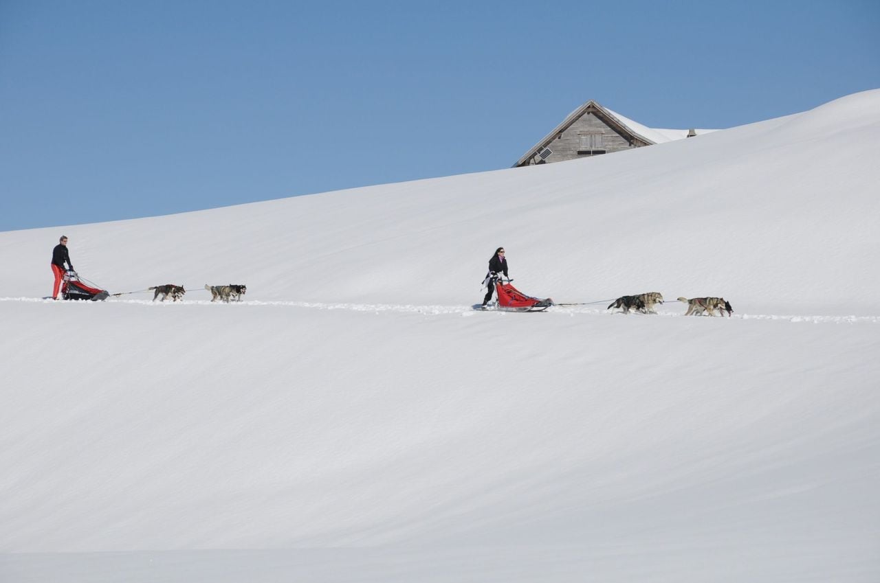 Husky day tour in winter
