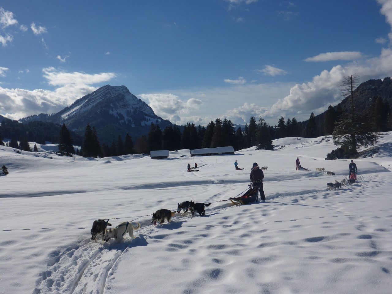 Husky day tour in winter