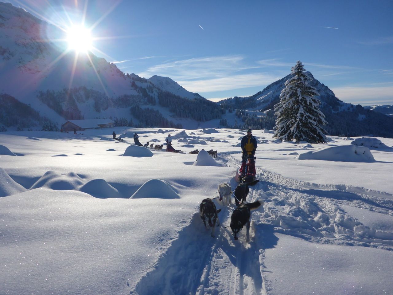 Husky day tour in winter