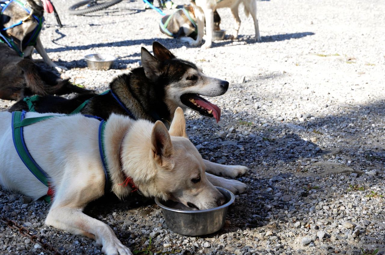 6 hours scooter fun with huskies day tour