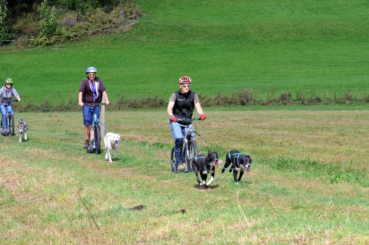 6 hours scooter fun with huskies day tour