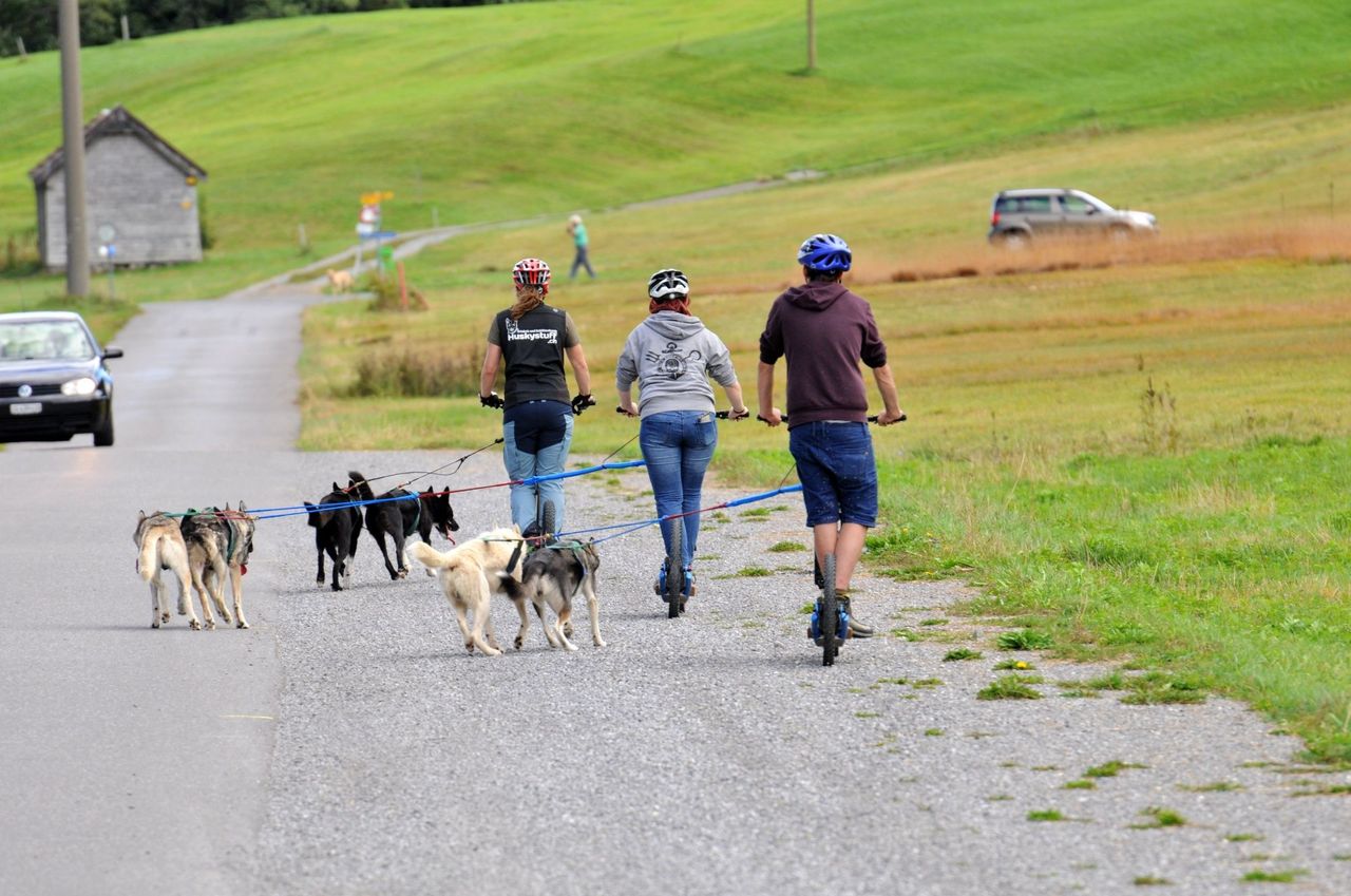 6 hours scooter fun with huskies day tour