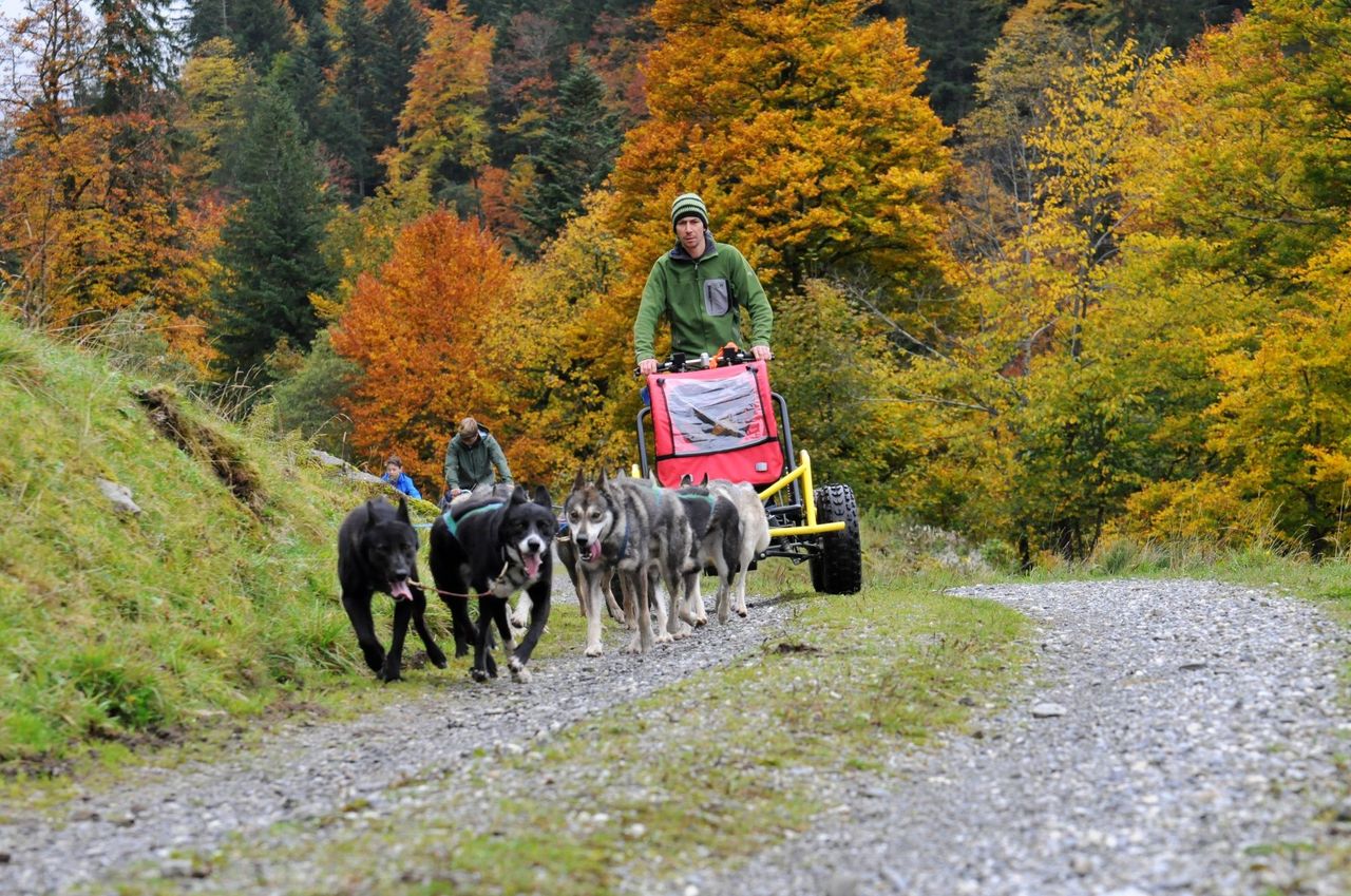 Car training with sled dogs